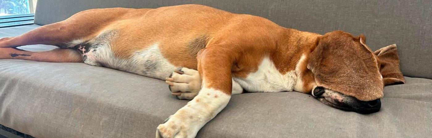¿Cuántas vueltas dan los perros antes de acostarse?