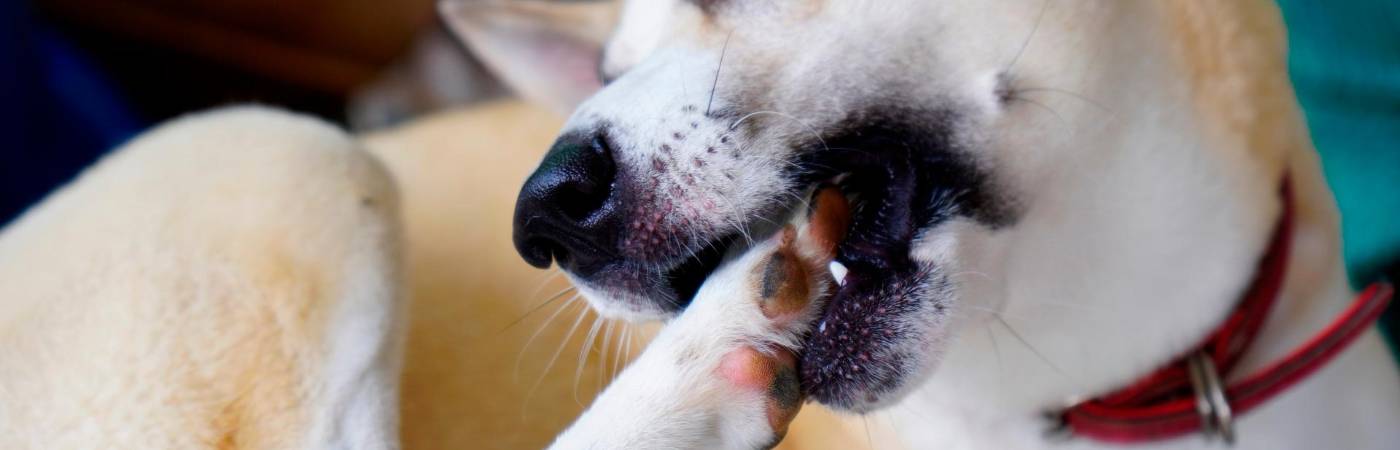 ¿Por qué mi perro se muerde las patas? Causas y soluciones
