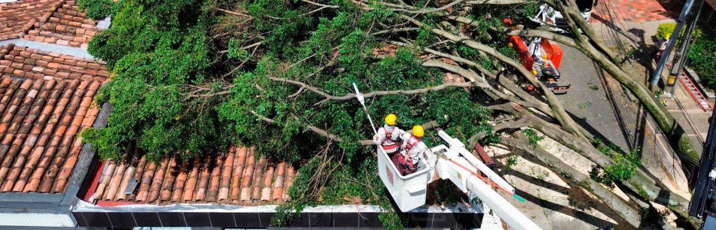 EN FOTOS: Árbol cayó encima de un local y una casa en el sector Estadio