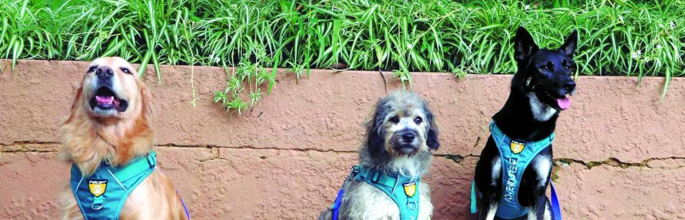 De izquierda a derecha: Candelaria, Chagualo y Manila, tres de los seis perritos que brindan apoyo emocional en el lugar.FOTO: ALCALDÍA DE MEDELLÍN