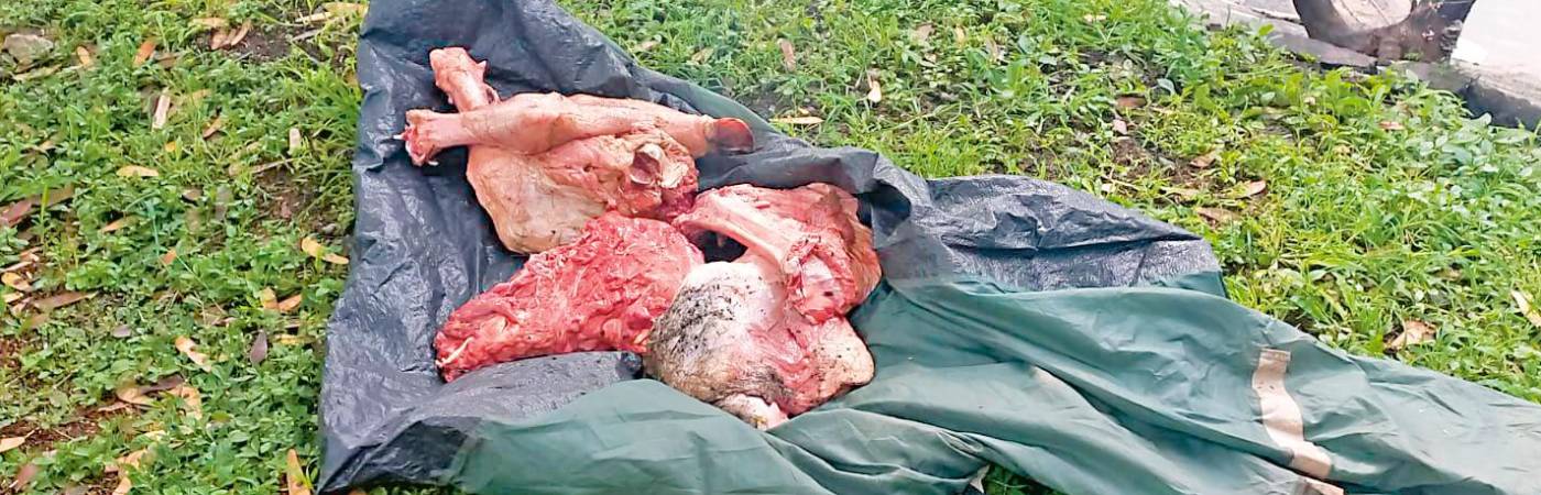 En un plástico a la orilla del río fueron fotografiados los trozos del animal. Es evidente el estado de descomposición. /FOTO: CORTESÍA