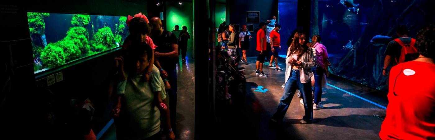 El acuario de aguada dulce del Parque Explora es el más grande de Suramérica. /FOTO: ANDRÉS CAMILO SUÁREZ