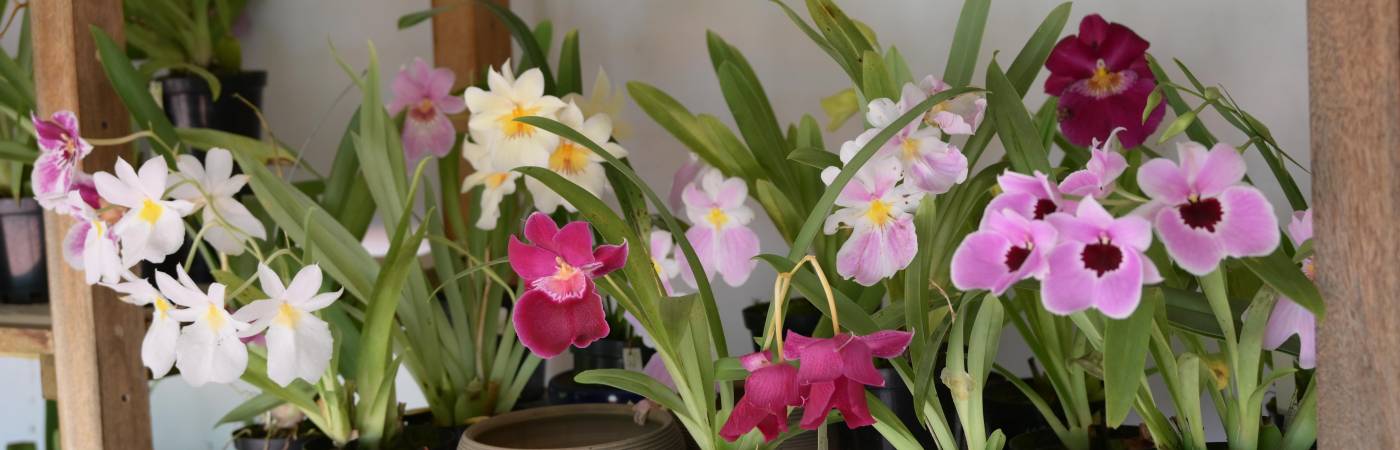 En Colombia existen más de 4000 especies de orquídeas. La Cattleyatrianae es la más popular, conocida como la ‘flor de mayo’ y la flor nacional de Colombia desde 1936. / FOTO: ALCALDÍA MEDELLÍN