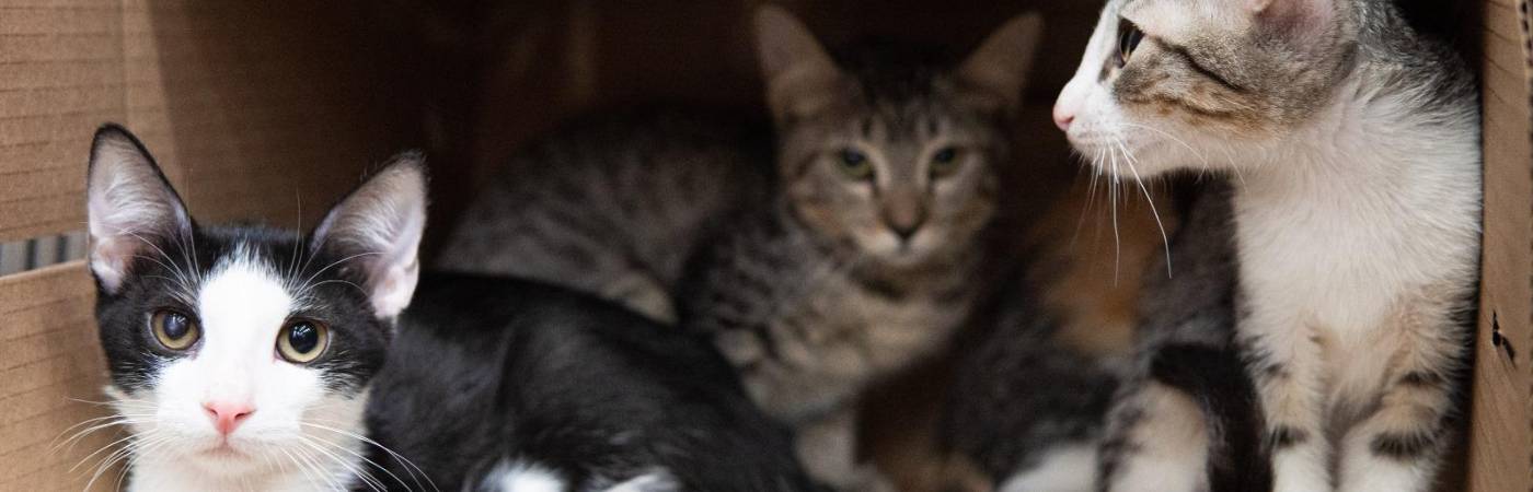 Este año Medellín ya suma más de 1600 animales adoptados. FOTO: ALCALDÍA DE MEDELLÍN