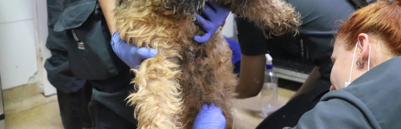 Solo en lo que va del 2025, más de 3900 animales han sido rescatados y más de 500 denuncias por maltrato han sido atendidas. FOTO: ALCALDÍA DE MEDELLÍN