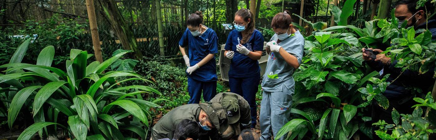 Ese ruido puede hacer que huyan sin control, sufran fracturas, se quemen, abandonen sus nidos o, en los casos más graves, pierdan la vida. FOTO: ANDRÉS CAMILO SUÁREZ ECHEVERRY - IMAGEN DE REFERENCIA