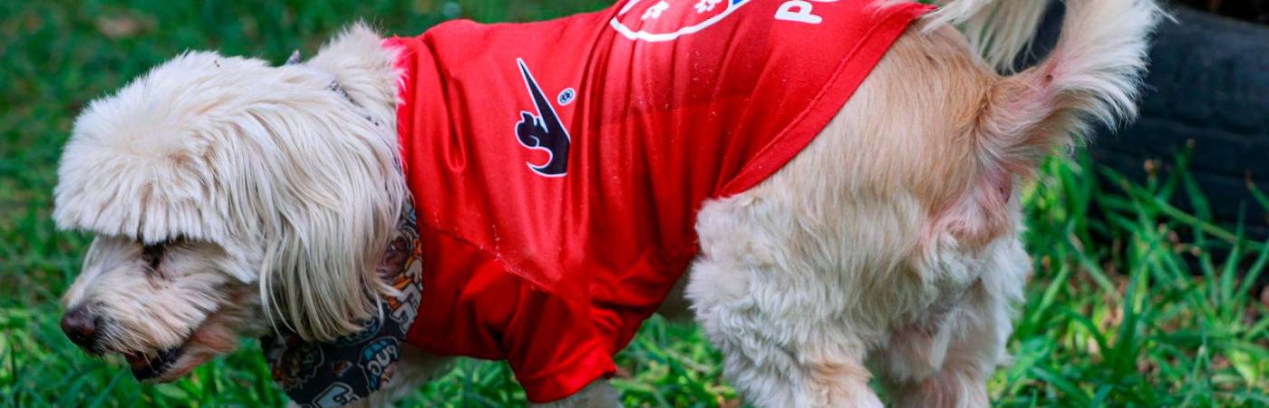 El infaltable de la Caminata Canina: Medallo sexta estrella