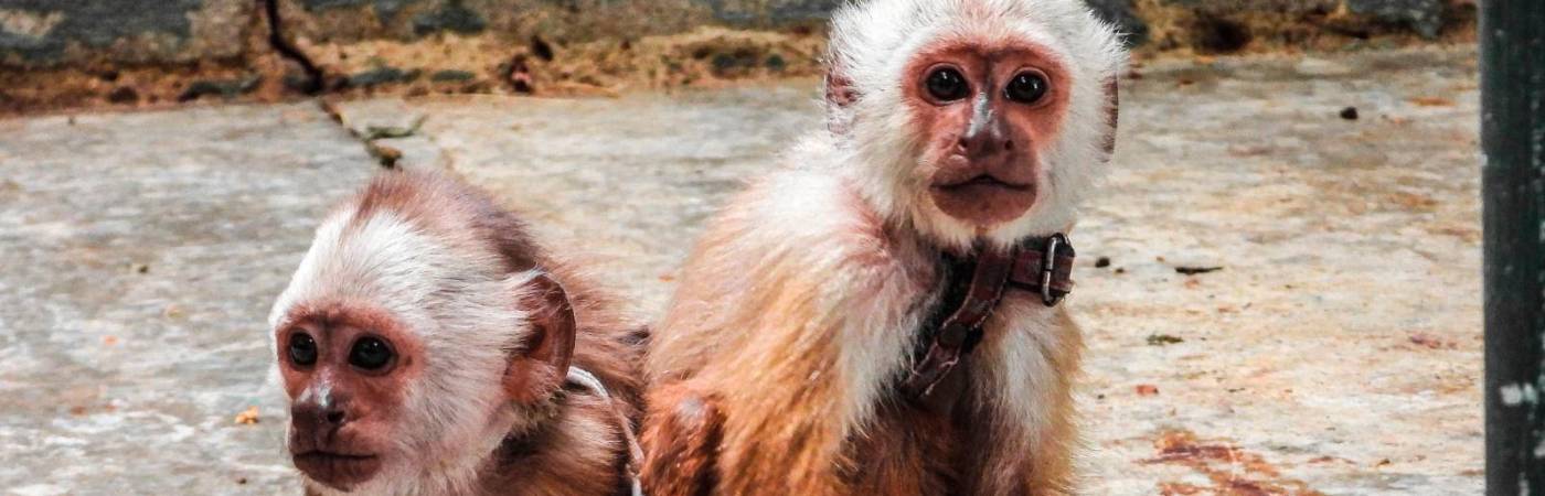 /FOTO: CORTESÍA ÁREA METROPOLITANA 