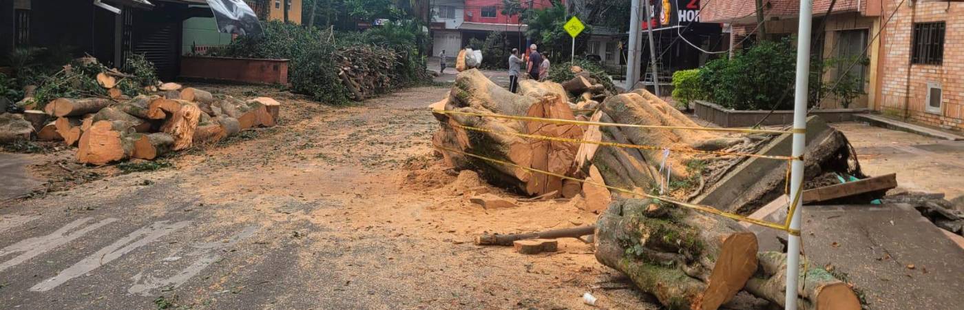 EN IMÁGENES: Comenzaron a quitar el árbol caído del sector Estadio