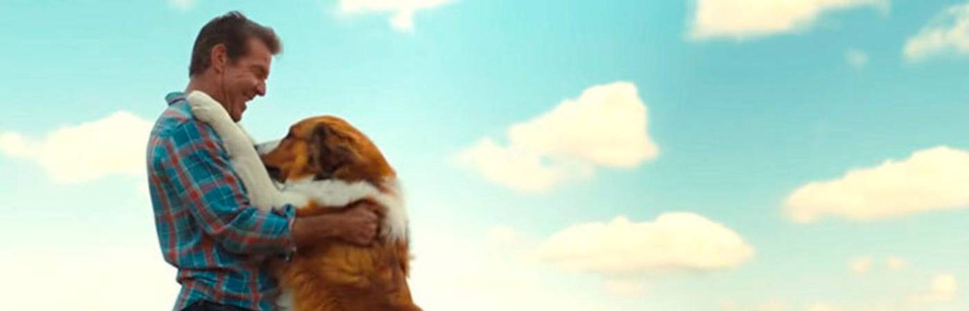 Cinco películas que te harán amar más a tu perro