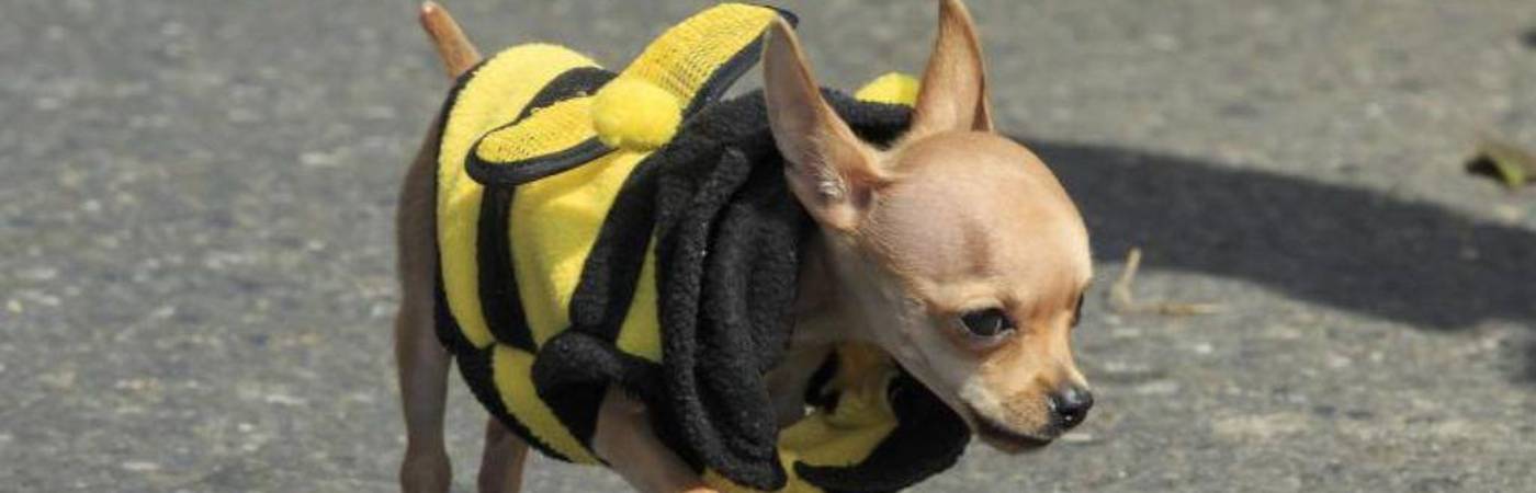 Seguros para mascotas, nuevo beneficio de las empresas para sus empleados