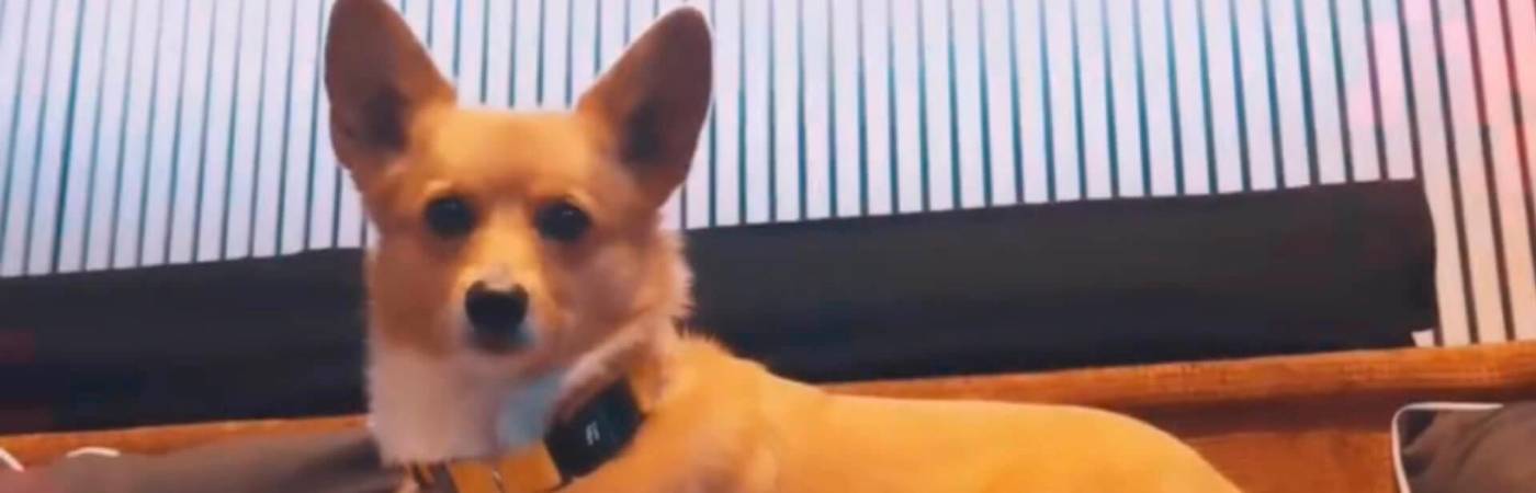 Steph Furry, el perro adivinador de la Eurocopa, ya eligió al campeón