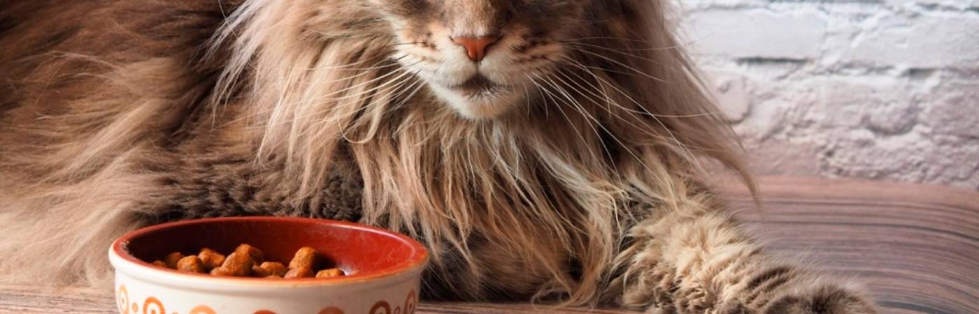 Las cinco razas de gatos más peludas del mundo