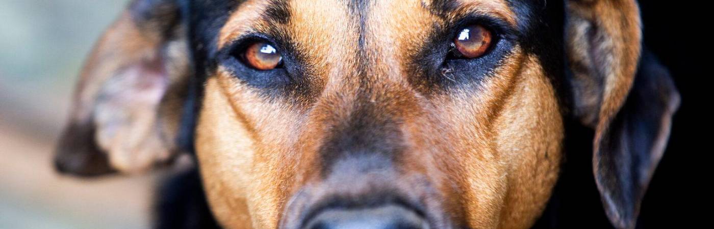 ¿Por qué los perros no pueden comer alimentos con sal?