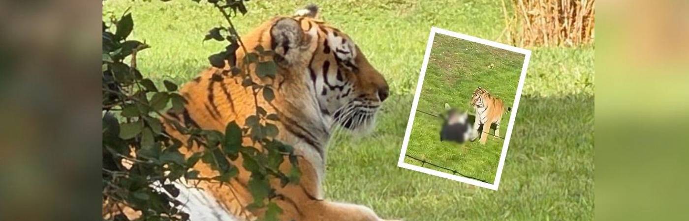 Aún no se conocen las razones que llevaron al hombre a entrar al recinto del animal. FOTOS: X @GAVINVALENTI Y CAPTURA DE VIDEO REDES SOCIALES