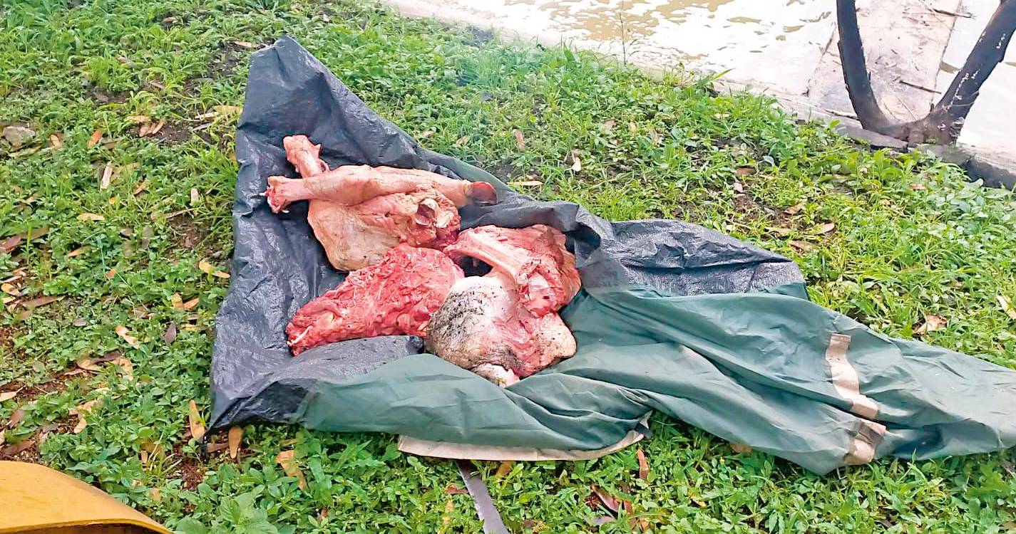 En un plástico a la orilla del río fueron fotografiados los trozos del animal. Es evidente el estado de descomposición. /FOTO: CORTESÍA