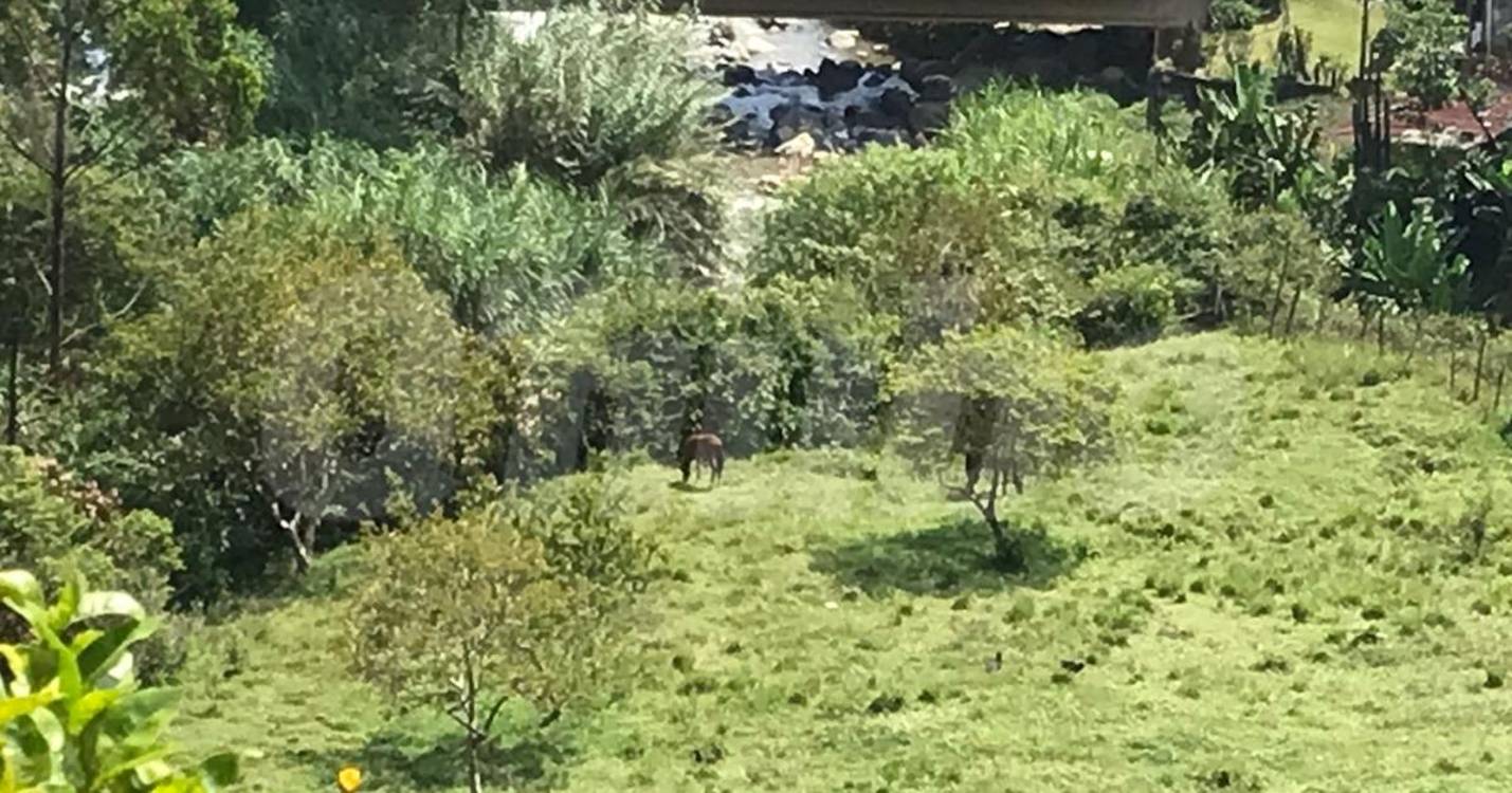 Esta es la yegua a la que la víctima iba a darle de comer. FOTO: LAURA ROSA JIMÉNEZ VALENCIA