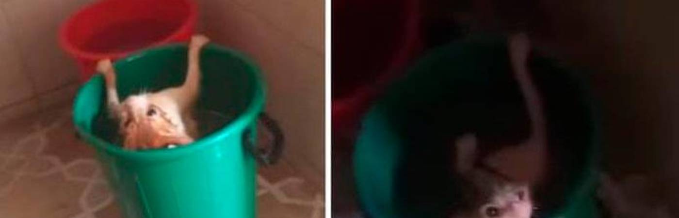 ¡Aberrante! Policía tuvo que rescatar a gato que estaba siendo maltratado en La Estrella