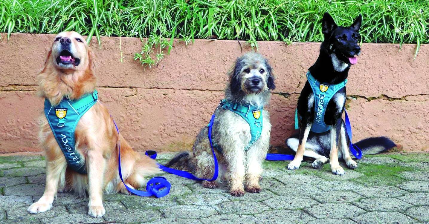 De izquierda a derecha: Candelaria, Chagualo y Manila, tres de los seis perritos que brindan apoyo emocional en el lugar.FOTO: ALCALDÍA DE MEDELLÍN