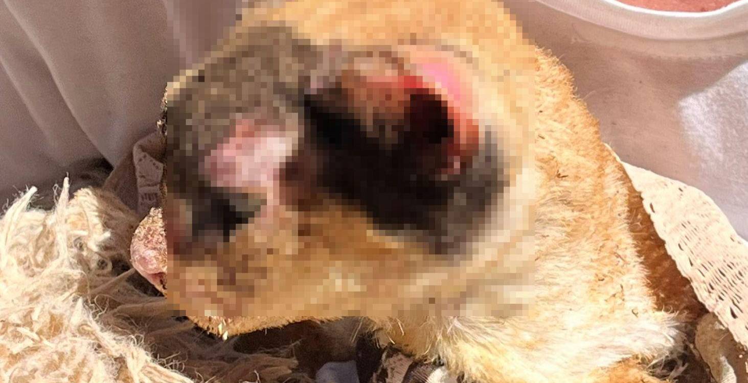 El gato de este hogar también sufrió quemaduras considerables. FOTO: <a rel=nofollow href=https://www.facebook.com/frecuenciaestereo88.4?__cft__[0]=AZZKb4fBoFzjDAYHpYqwP2juoYSpTvHU_qn5GXuqBO6HEPXlT7GNKWTpba5-7uHQ-yQKqZU4moyRv74Ji_3g3b2si2rqArqlPPA_IQyxlRgHgxNXAiXoYeEzQ1Iq8F6nsSi5Ajv-mPF-cf034C9OJOe84id2NK6g0L3C6LkOpoYdRcfopMDAOWgdD7E-soEUhWA&amp;__tn__=-UC*F>Frecuencia Estéreo 88.4</a>