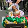 Descripción: Recorrido desfile de mascotas, 26 caminata canina y de mascotas tierragro 2025. Lugar: Estadio Atanasio Girardot. Fecha de evento: 03<b><span class="mln_small-caps_mln">/08/2025 Foto: Andrés Camilo Suárez Echeverry</span></b>