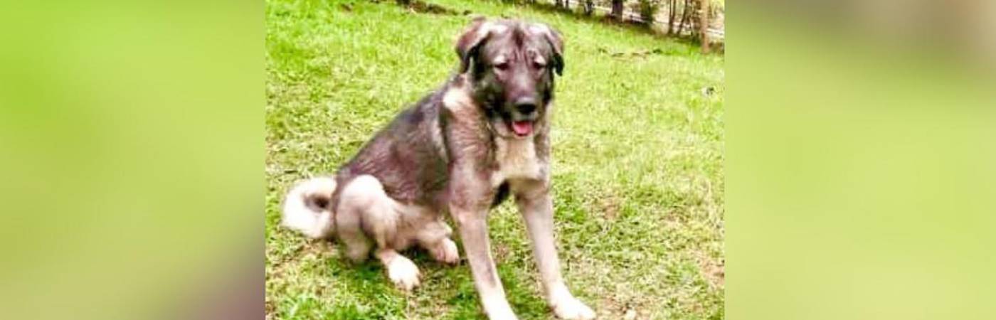 Él era Loky, el perro de raza pastor caucásico de 5 años. FOTO: CORTESÍA