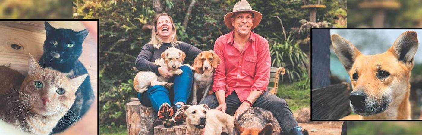 Hoy en la corporación, liderada por Ángel y Viviana (en la foto), hay 188 perros, 42 gatos, 4 caballos, 4 mini pigs y algunos animales silvestres. FOTOS: CORTESÍA