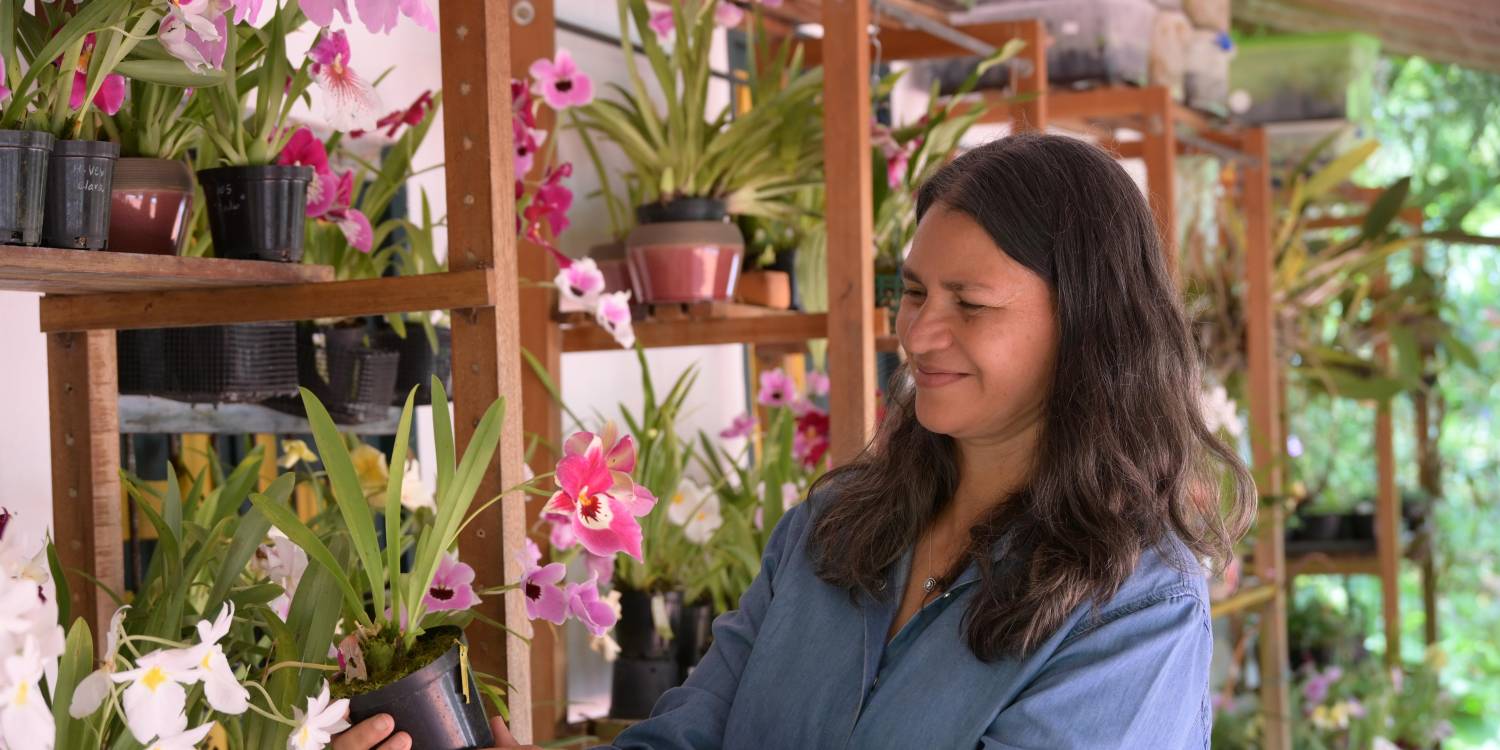 A estas plantas se les aplica la técnica in vitro para su mayorreproducción y belleza. <b><span class=mln_small-caps_mln>/ FOTO: ALCALDÍA DE MEDELLÍN</span></b>