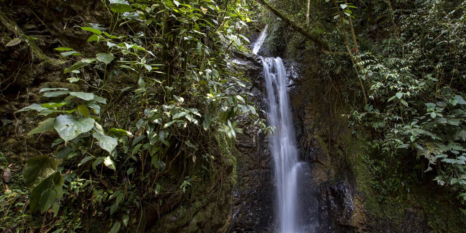 Reserva natural El Romeral en la Estrella Antioquia. FOTO: EDWIN BUSTAMANTE RESTREPO - ARCHIVO