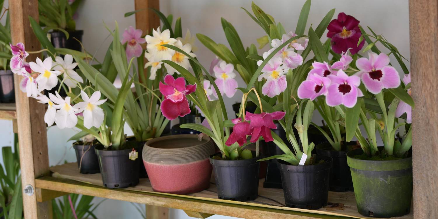 En Colombia existen más de 4000 especies de orquídeas. La Cattleyatrianae es la más popular, conocida como la ‘flor de mayo’ y la flor nacional de Colombia desde 1936. <b><span class=mln_small-caps_mln>/ FOTO: ALCALDÍA MEDELLÍN</span></b>
