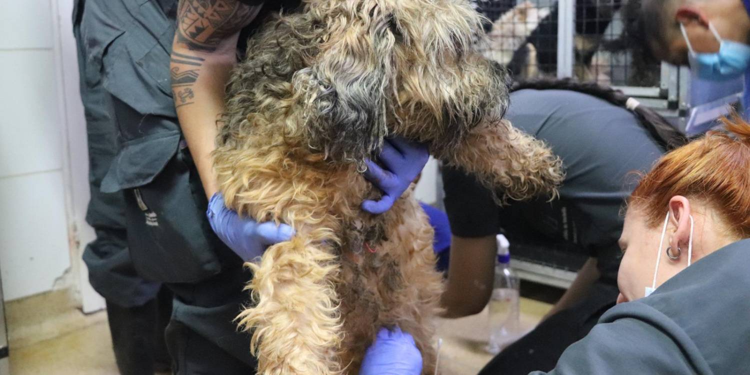 Solo en lo que va del 2025, más de 3900 animales han sido rescatados y más de 500 denuncias por maltrato han sido atendidas. FOTO: ALCALDÍA DE MEDELLÍN