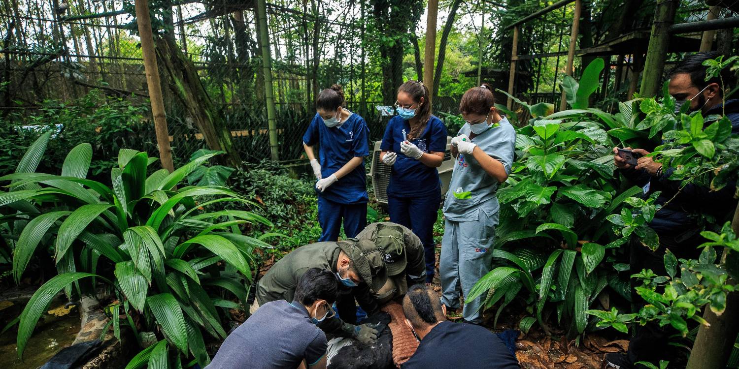 Ese ruido puede hacer que huyan sin control, sufran fracturas, se quemen, abandonen sus nidos o, en los casos más graves, pierdan la vida. FOTO: ANDRÉS CAMILO SUÁREZ ECHEVERRY - IMAGEN DE REFERENCIA