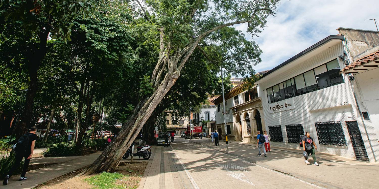 Así se encontraba el árbol en septiembre del año pasado. De acuerdo con vecinos, continuó inclinándose. <b><span class=mln_small-caps_mln>/FOTO: ESNEYDER GUTIÉRREZ </span></b>