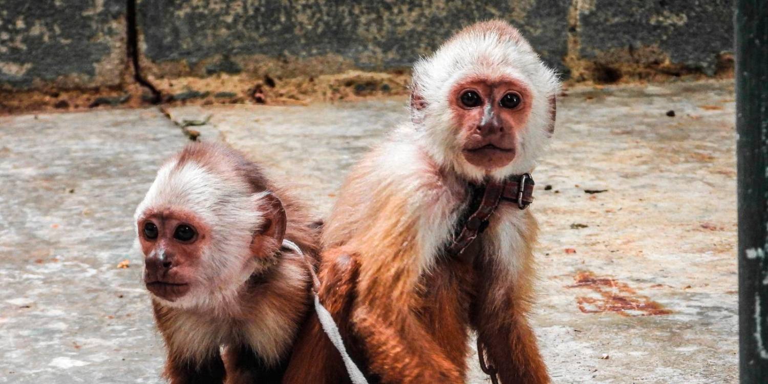 /FOTO: CORTESÍA ÁREA METROPOLITANA