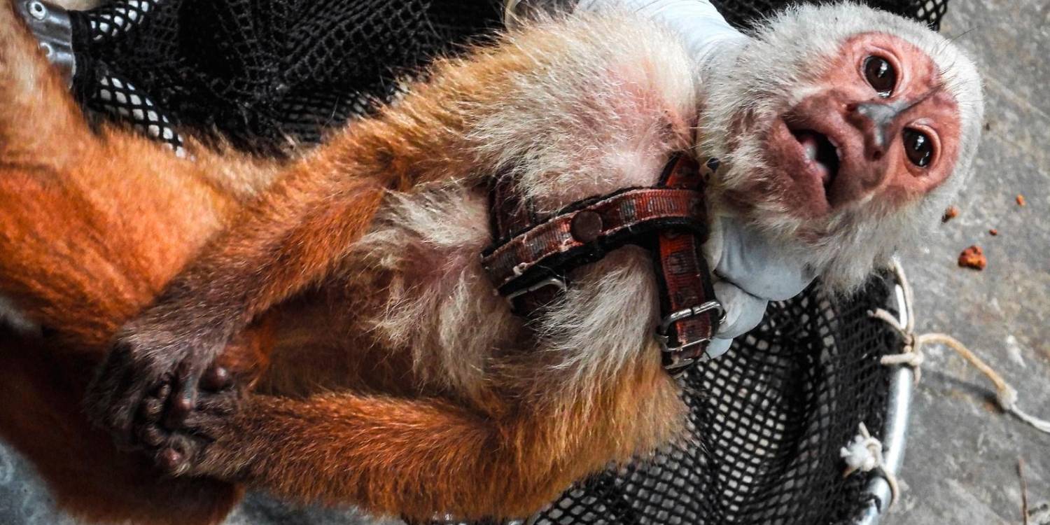 /FOTO: CORTESÍA ÁREA METROPOLITANA