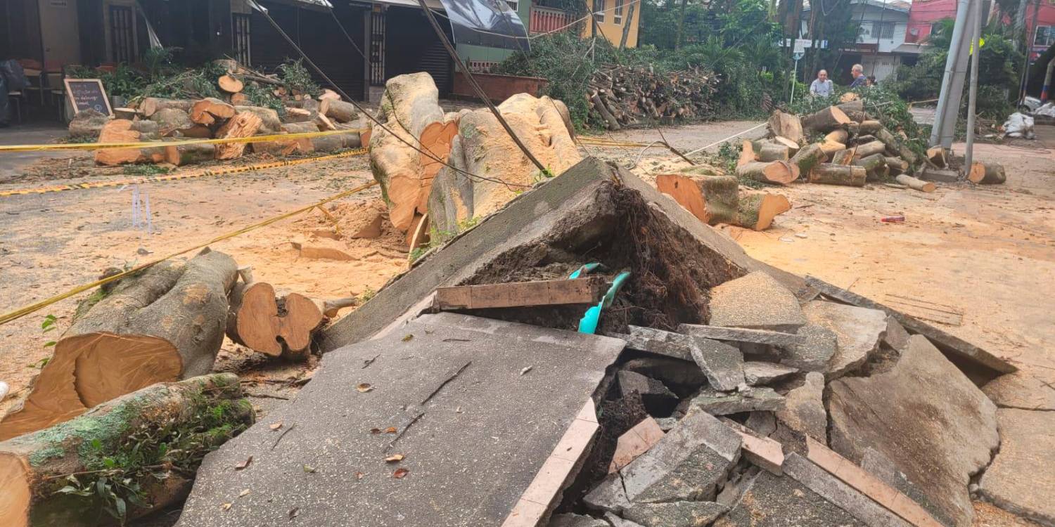 EN IMÁGENES: Comenzaron a quitar el árbol caído del sector Estadio