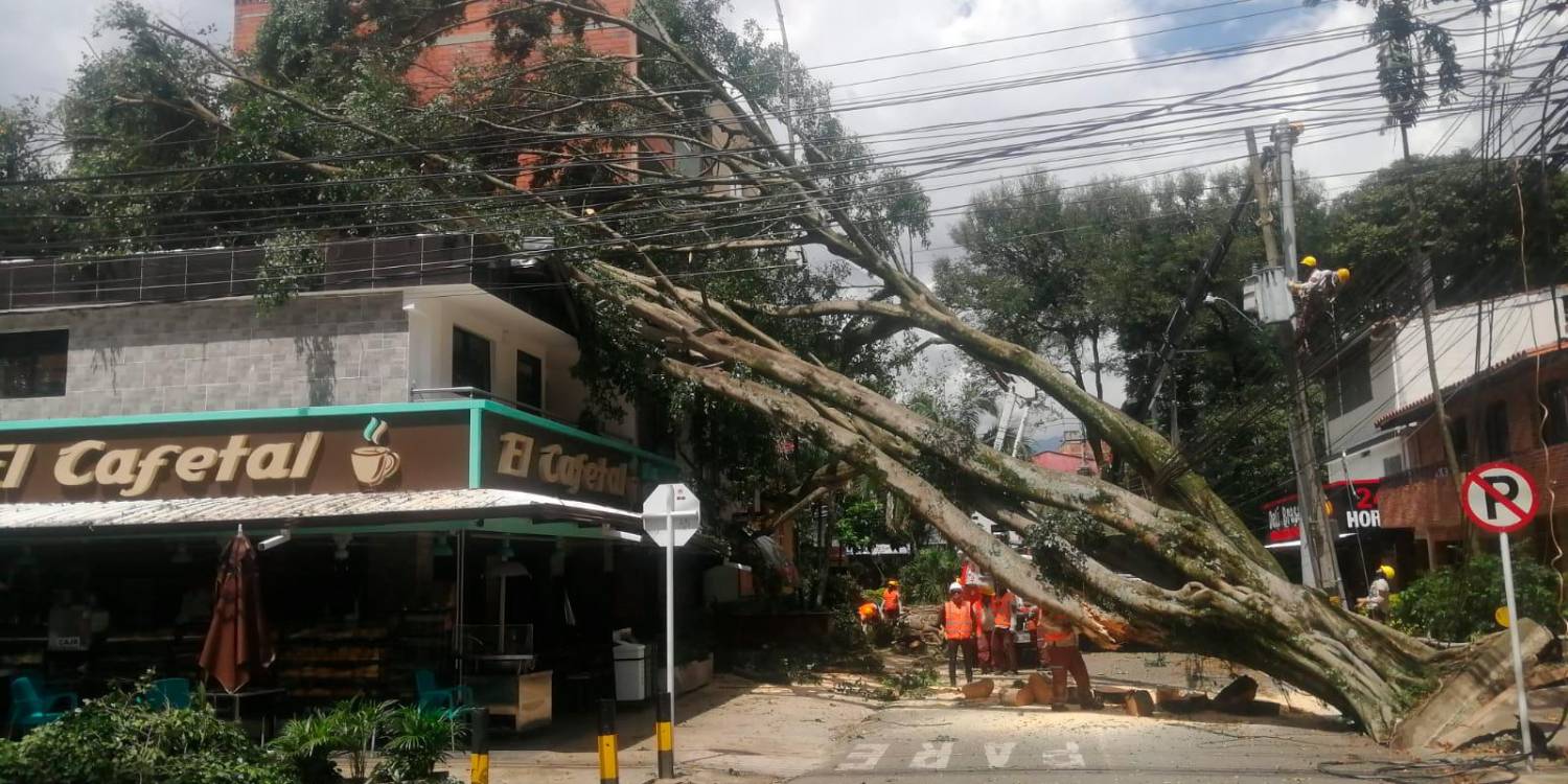 EN FOTOS: Árbol cayó encima de un local y una casa en el sector Estadio