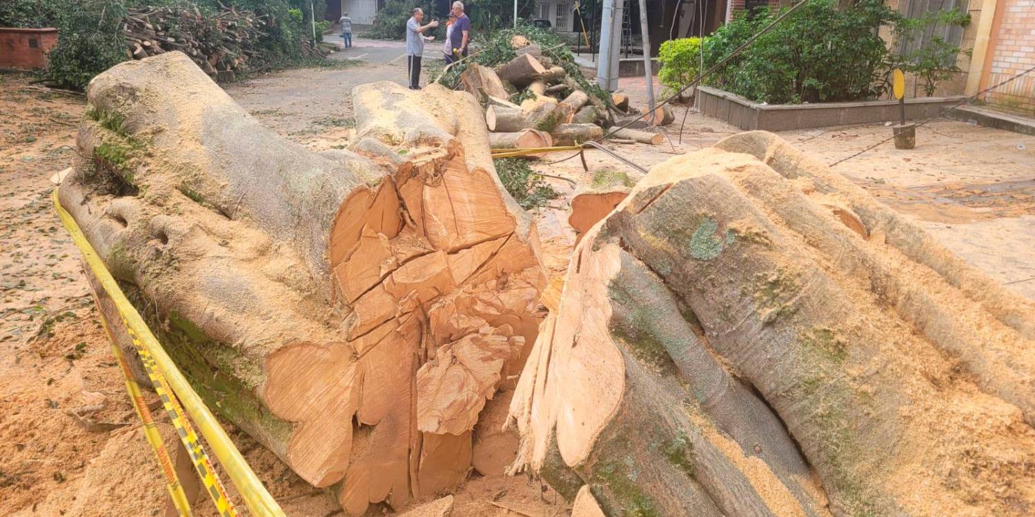 EN IMÁGENES: Comenzaron a quitar el árbol caído del sector Estadio