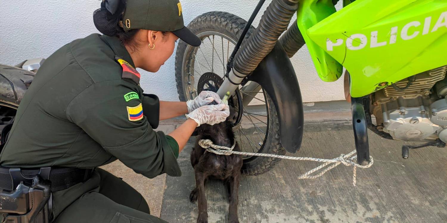 A Firulais le curaron sus heridas. /FOTO: POLICÍA NACIONAL