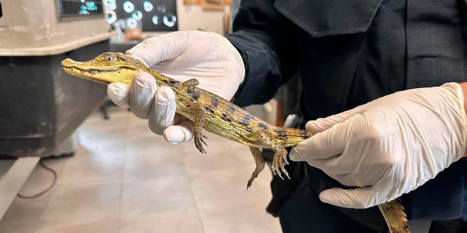 $!/FOTOS: POLICÍA NACIONAL