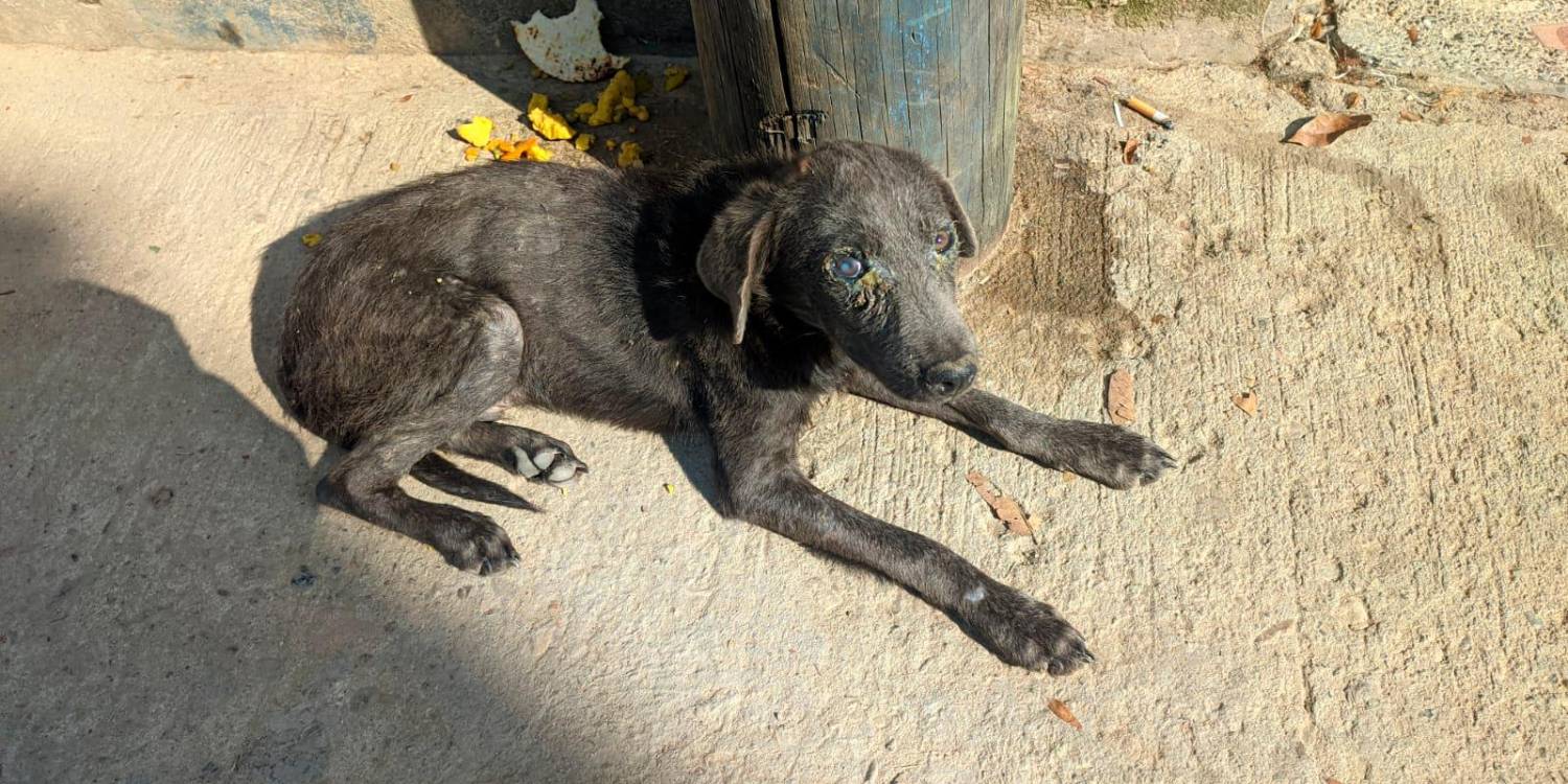 Así fue hallado Firulais en las calles del corregimiento Cristales de San Roque. /FOTO: POLICÍA NACIONAL