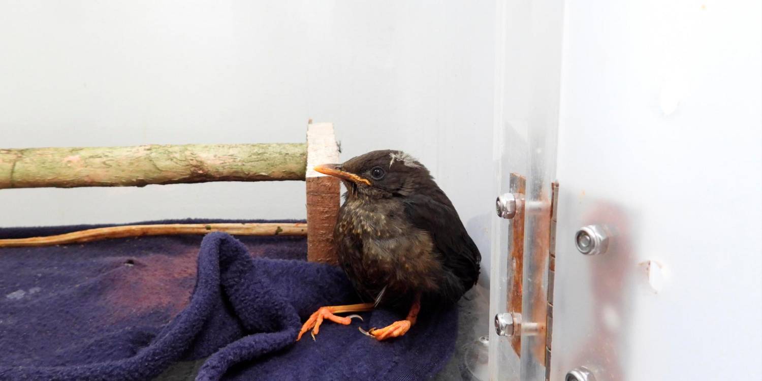 /FOTO: CORTESÍA ÁREA METROPOLITANA