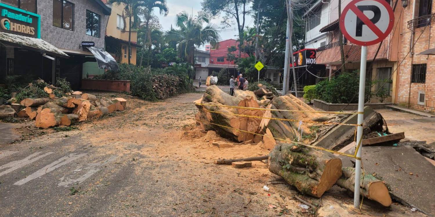 EN IMÁGENES: Comenzaron a quitar el árbol caído del sector Estadio