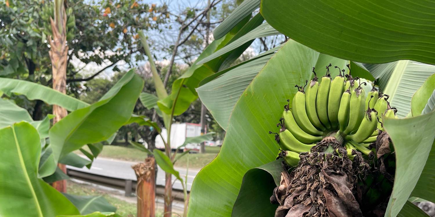 EN IMÁGENES: Una platanera da cosecha al lado de la Autopista