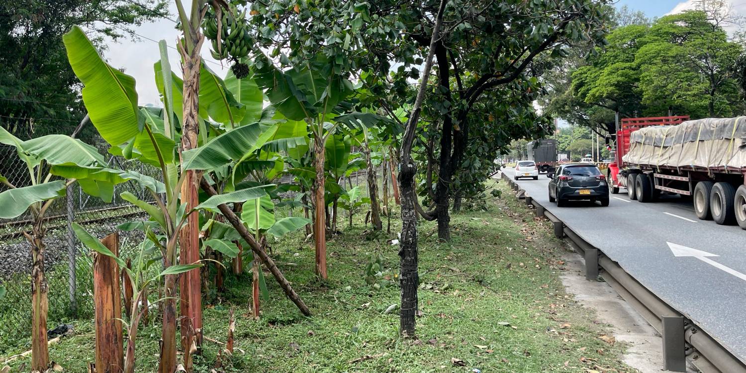 EN IMÁGENES: Una platanera da cosecha al lado de la Autopista