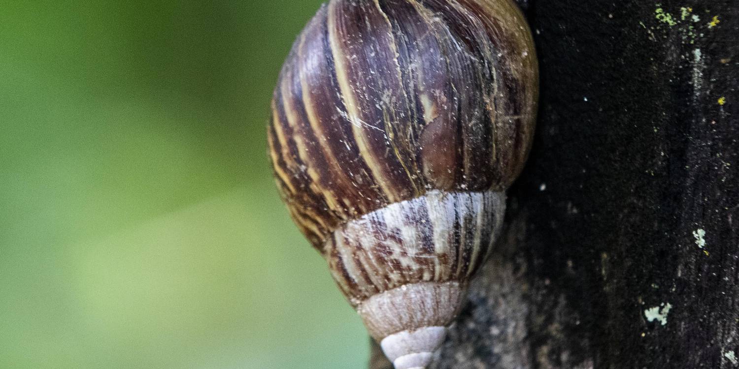 Así es el caracol africano. <b><span class=mln_small-caps_mln>/FOTO: JULIO CÉSAR HERRERA.</span></b>
