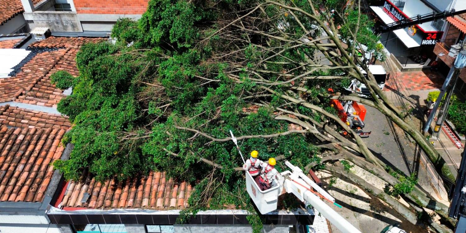 EN FOTOS: Árbol cayó encima de un local y una casa en el sector Estadio