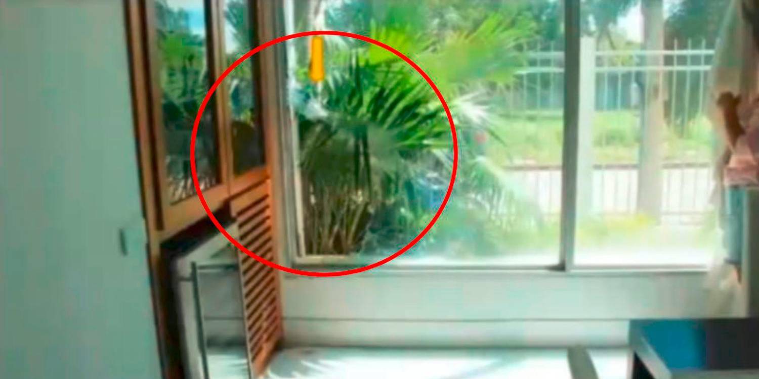 Por este hueco ingresaron los hombres que robaron la vivienda del artista. /FOTO: CORTESÍA.