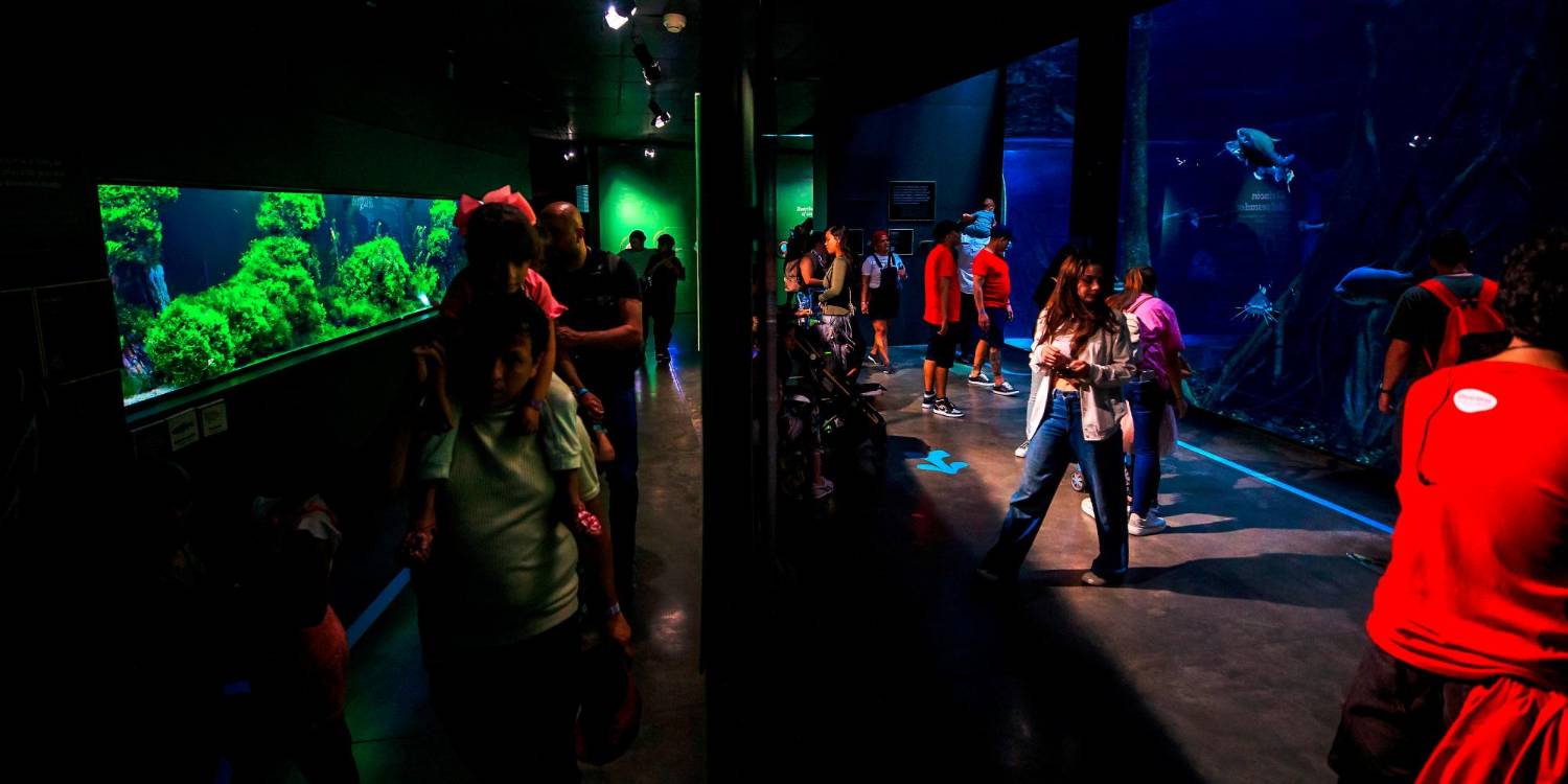 El acuario de aguada dulce del Parque Explora es el más grande de Suramérica. /FOTO: ANDRÉS CAMILO SUÁREZ