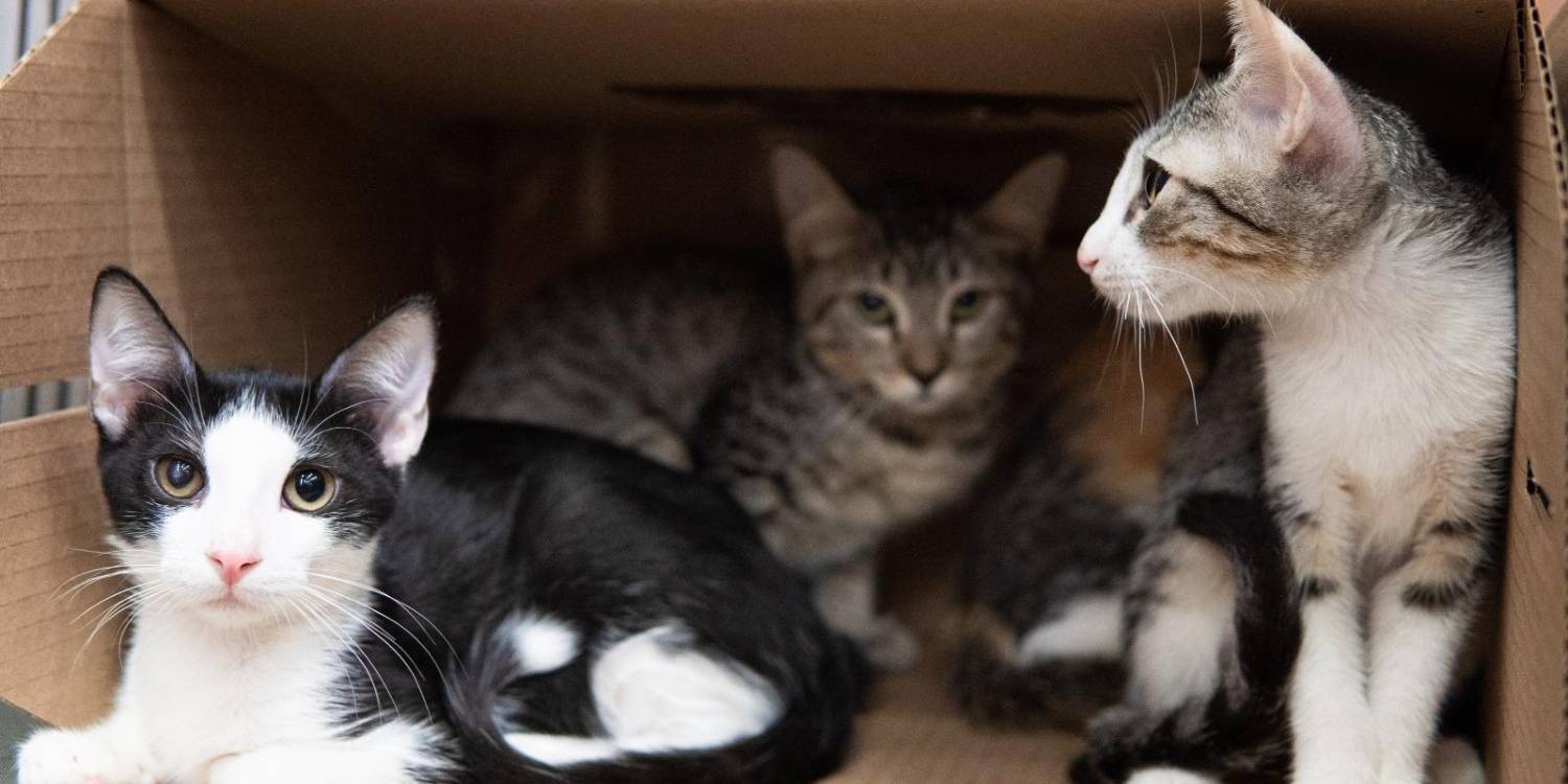 Este año Medellín ya suma más de 1600 animales adoptados. FOTO: ALCALDÍA DE MEDELLÍN